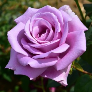 TWICE IN A BLUE MOON (hybrid tea)